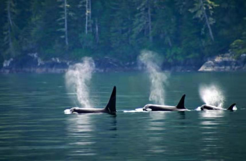 Walkon Waterfront Castle Cove Inn Chemainus Bagian luar foto