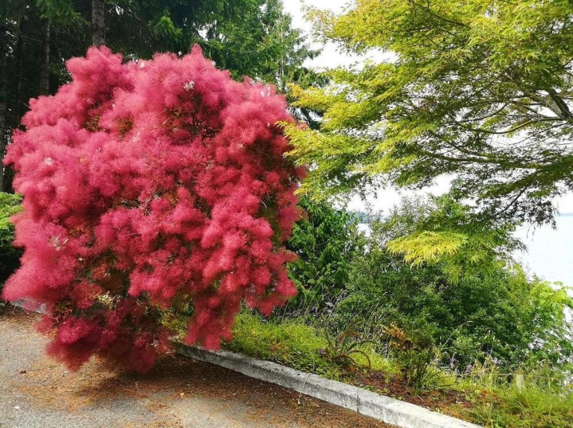 Walkon Waterfront Castle Cove Inn Chemainus Bagian luar foto