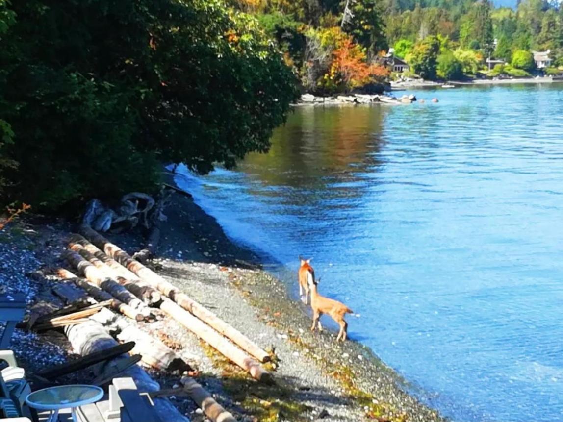 Walkon Waterfront Castle Cove Inn Chemainus Bagian luar foto